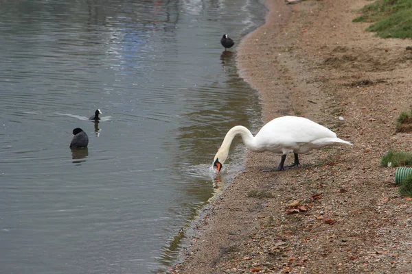 Piękny Biały Łabędź Pijący Wodę Rzeki Gdzie Pływają Kaczki — Zdjęcie stockowe