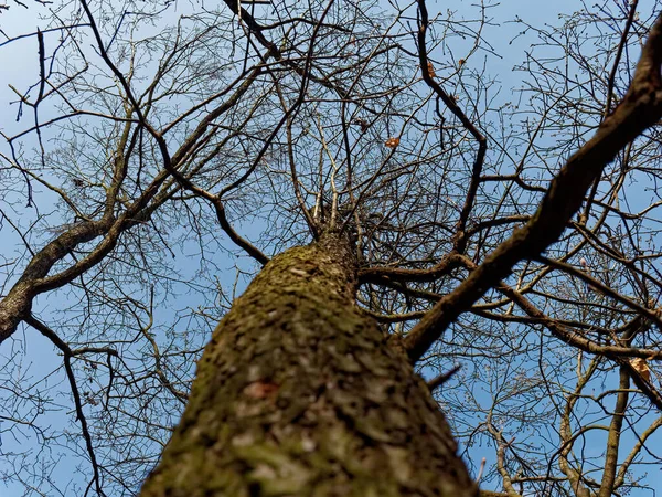 Nízký Úhel Záběru Suchých Stromů — Stock fotografie