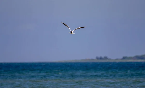 一只普通的燕鸥在海滩上飞翔 — 图库照片