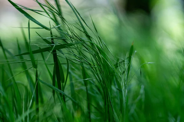 Shallow Focus Fresh Green Grass Blurred Background — Stock Photo, Image