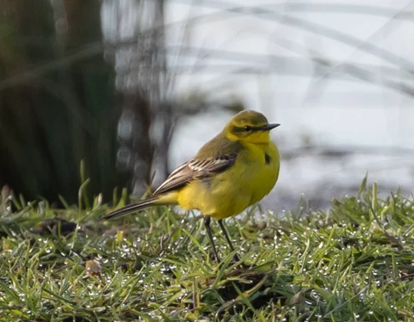 Selective Focus Shot Citrine Wagtail Bird Perched Grass — Stock Photo, Image