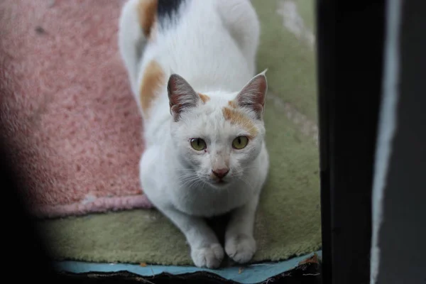 Sebuah Gambar Close Dari Domestik Kucing Berambut Pendek — Stok Foto