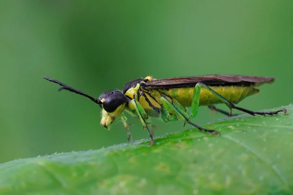 Nahaufnahme Einer Grünen Sägemücke Auf Einem Blatt — Stockfoto