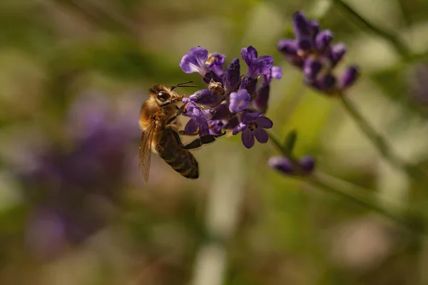 Крупный План Пчелы Сидящей Цветке Собирающей Нектар — стоковое фото