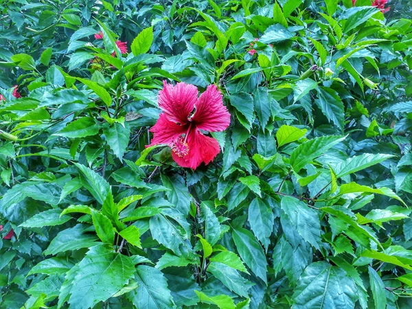 Plan Sélectif Une Fleur Rose Exotique Entourée Feuilles Fraîches — Photo