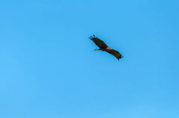 空を飛ぶ笛の凧 — ストック写真