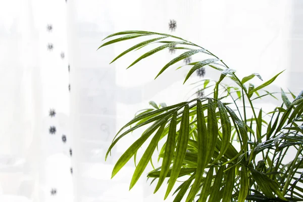Une Plante Intérieur Palmier Dypsis Lutescens Sur Fond Rideau Pour — Photo