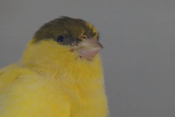 Nahaufnahme Eines Kleinen Gelben Kanarienvogel Porträts Auf Grauem Hintergrund — Stockfoto