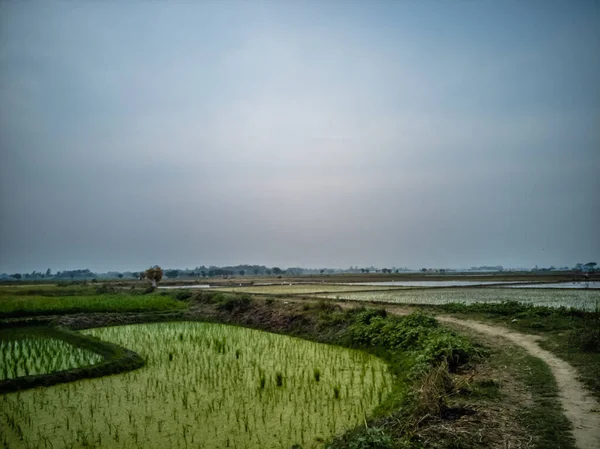 Прекрасний Вид Неписану Дорогу Вздовж Зеленого Рисового Поля — стокове фото
