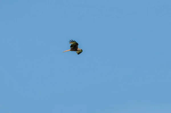 Hawk Far Away Flying Bright Blue Sky Clouds Sunny Day — Stock Photo, Image