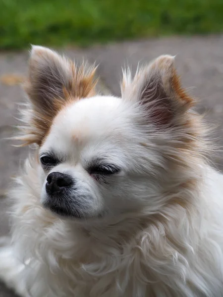 Vertikal Närbild Bedårande Vit Chihuahua Hund — Stockfoto