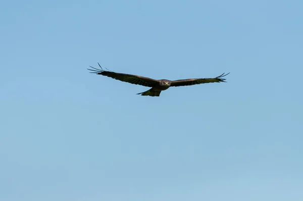 Hermoso Halcón Con Alas Extendidas Volando Cielo Azul Brillante Sin — Foto de Stock