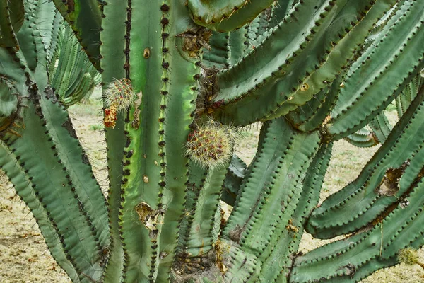 Kaktusový Sad Poskytující Bohaté Pitayas Koule Ostny Tělech Zamračený Den — Stock fotografie