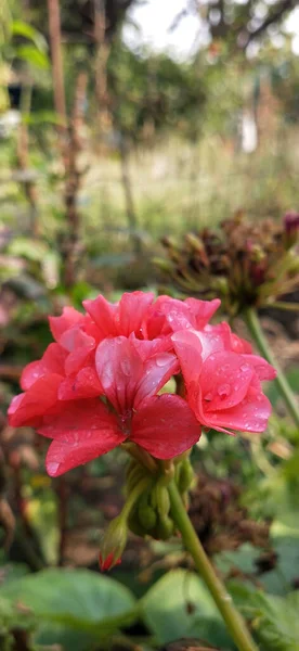 Gros Plan Gouttes Eau Sur Délicates Fleurs Géraniums Après Une — Photo