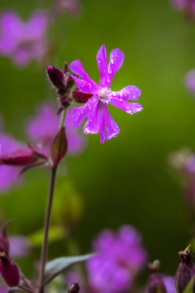 Tiro Vertical Flores Campião Vermelho Cercado Por Vegetação Durante Dia — Fotografia de Stock