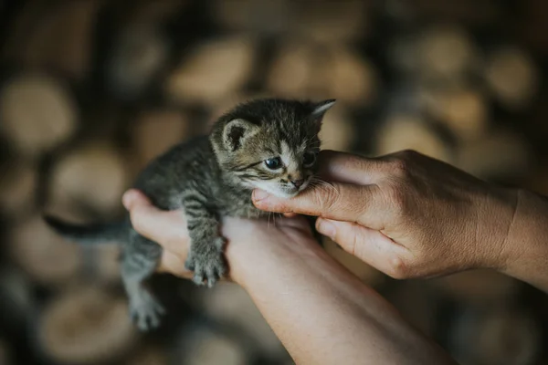 一只小猫咪的特写镜头 — 图库照片