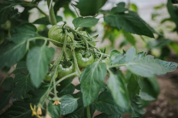 Eine Nahaufnahme Unreifer Grüner Tomaten Die Einem Garten Wachsen — Stockfoto