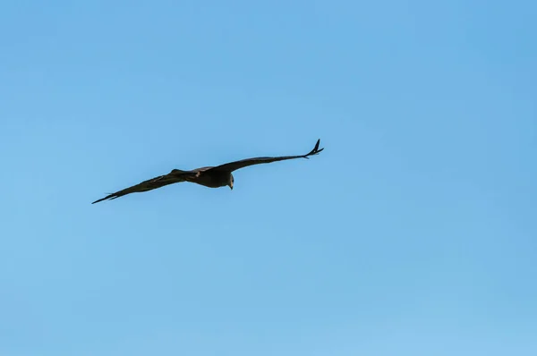 Majestic Hawk Soaring Sunny Blue Sky Clouds Copy Space — Foto Stock