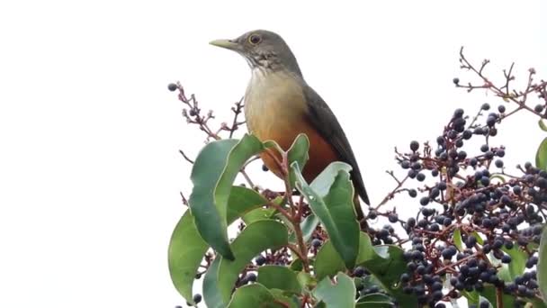 Eine Aufnahme Eines Rotbauchdrosselvogels Der Auf Einem Baum Vor Weißem — Stockvideo
