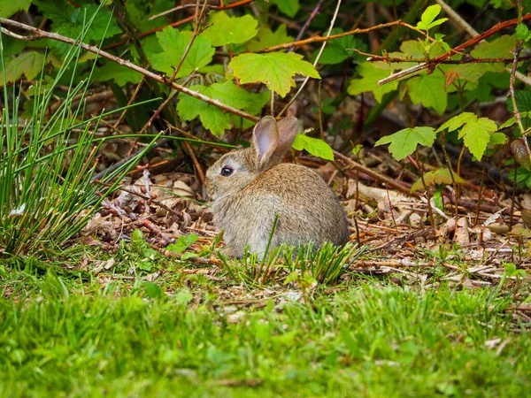 昼間は屋外で可愛い茶色のウサギのクローズアップ — ストック写真