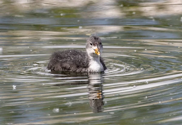 Een Close Opname Van Een Podilymbus Vogel Zwemmend Waterplas — Stockfoto