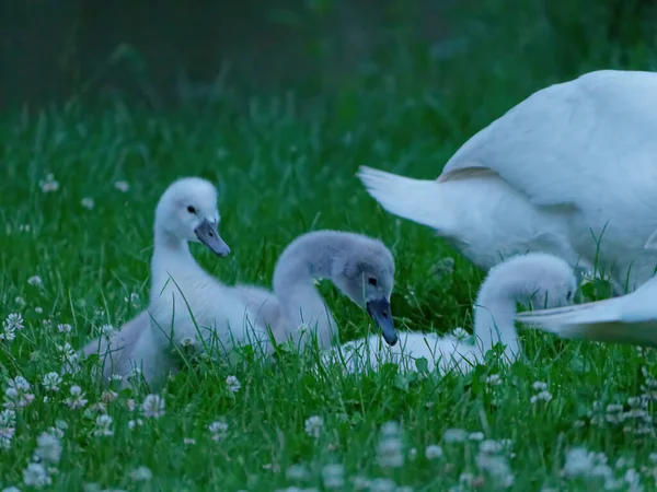 Selective Focus Shot Cygnets Meadow — Stock Photo, Image