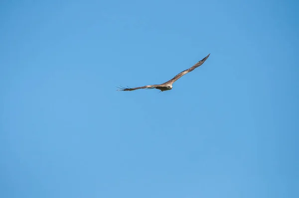 その下のコピースペースと晴れた日に空に高くそびえる美しい鷹 — ストック写真