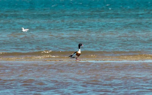 一只栖息在海滩上的普通鸭鸟 — 图库照片