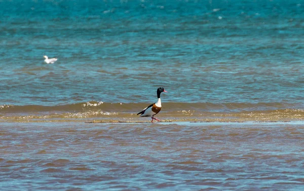 浜辺にはよくあるシャコの鳥が出没する — ストック写真