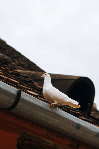 Eine Taube Großaufnahme Auf Dem Dach — Stockfoto