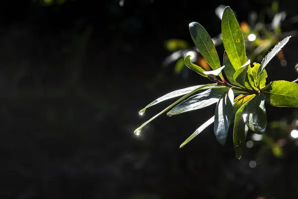 Zbliżenie Ujęcie Cienkich Długich Zielonych Liści Gałęzi — Zdjęcie stockowe