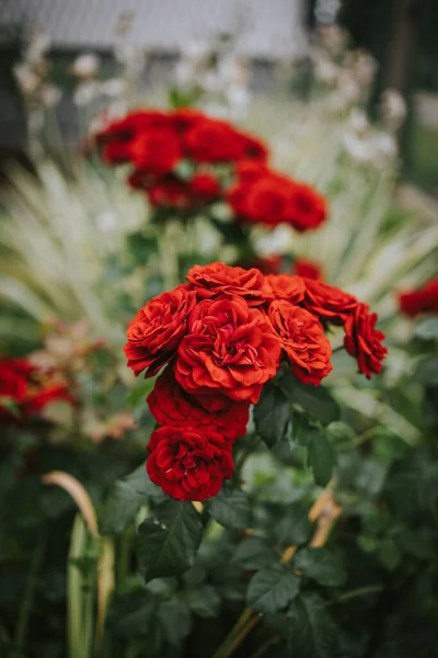 Vertical Shot Gorgeous Red Garden Roses — Stock Photo, Image