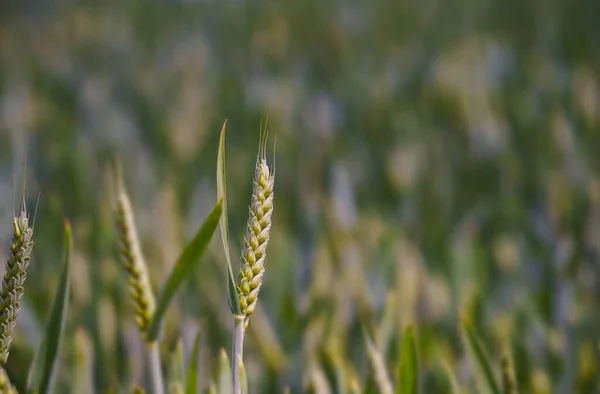 Een Close Shot Van Tarwe Een Wazige Achtergrond — Stockfoto