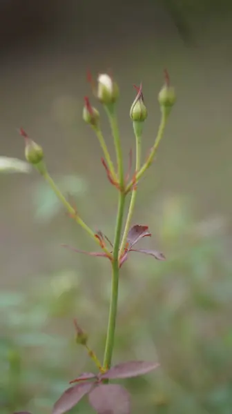 Eine Selektive Fokusaufnahme Von Rosensprossen Die Garten Wachsen — Stockfoto