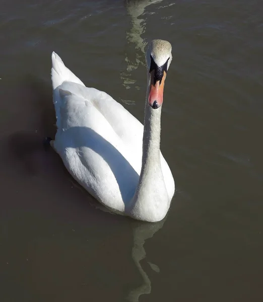 Cigno Muto Sull Acqua Sole Durante Giorno Con Testa Rivolta — Foto Stock