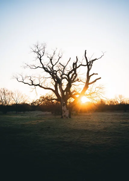 Piękny Widok Gołego Drzewa Zachodzie Słońca Łące — Zdjęcie stockowe