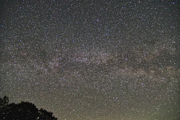 木のシルエットで見られる魅惑的な星空 壁紙に最適 — ストック写真