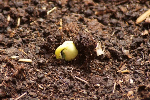 Closeup Shot Fresh Bean Sprout Breaking Soil — Stock Fotó