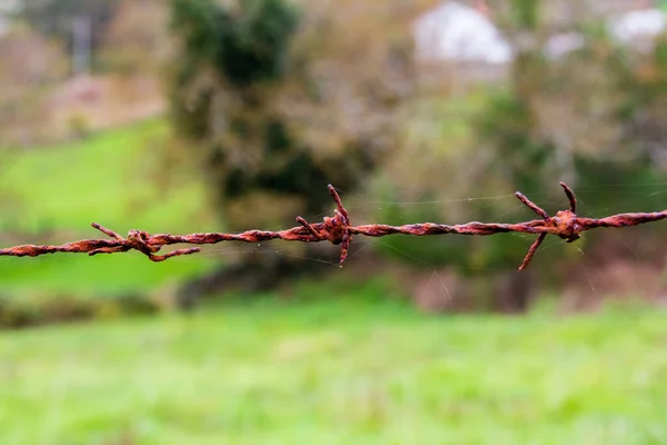 Yeşillikteki Bir Telin Seçici Odak Noktası — Stok fotoğraf