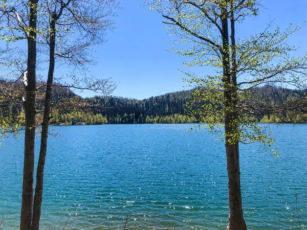 Bel Colpo Lago Con Alberi — Foto Stock