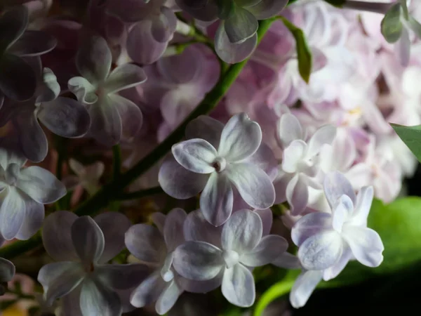 Zbliżenie Ujęcie Kwitnących Liliowych Kwiatów — Zdjęcie stockowe