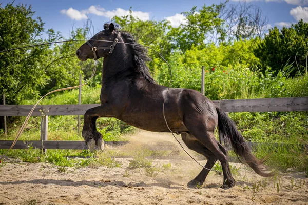 Beautiful View Black Running Horse Wooden Fenced Area — Stock Photo, Image