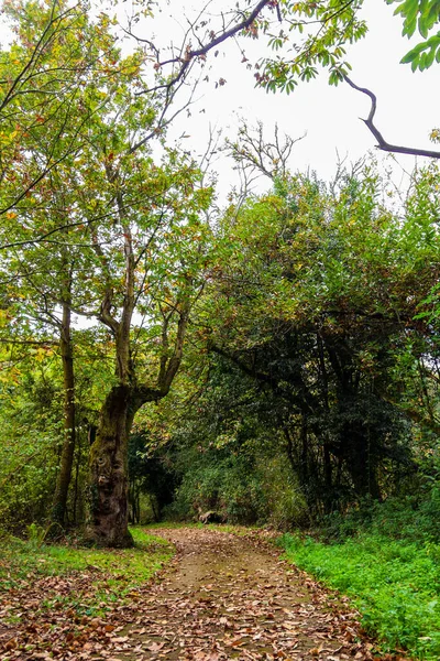 Ormanın Ortasında Küçük Bir Patikanın Dikey Görüntüsü — Stok fotoğraf