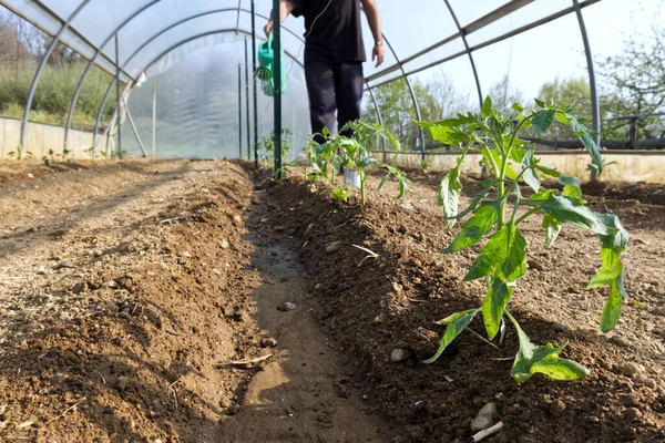 Die Frisch Verpflanzten Tomatenpflanzen Gemüsegarten Gewächshaus — Stockfoto