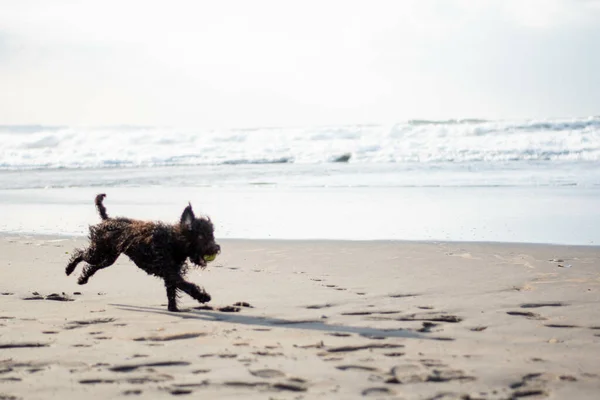 Cucciolo Felice Precipita Nell Oceano Sulla Spiaggia Sabbia All Alba — Foto Stock