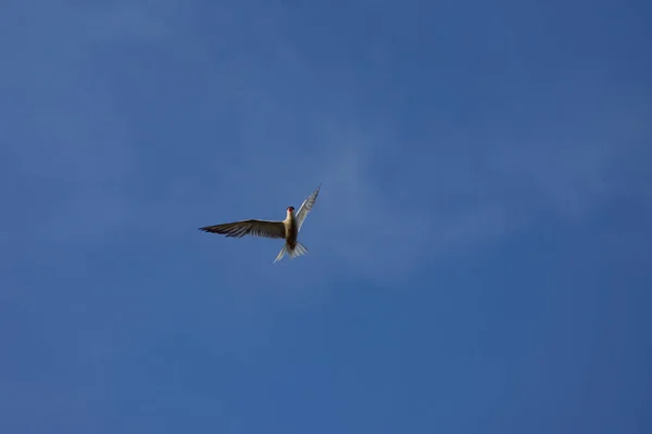 Único Pássaro Voando Céu Azul Profundo Dia Ensolarado Verão Com — Fotografia de Stock