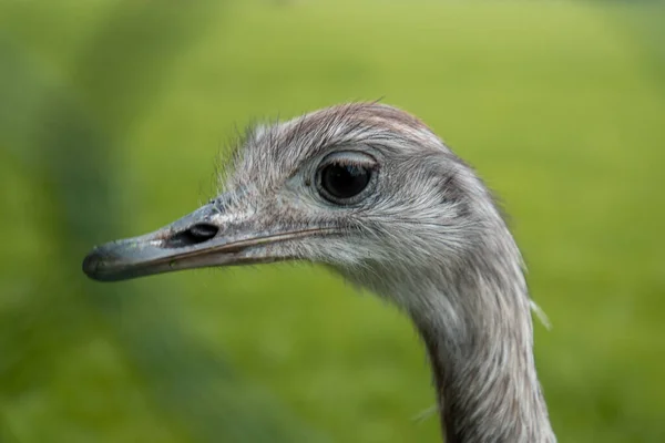 緑の草原にかわいいナンドゥ レアの鳥のクローズアップ — ストック写真