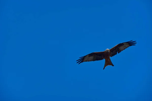 Een Lage Hoek Van Een Rode Vlieger Die Vliegt Met — Stockfoto