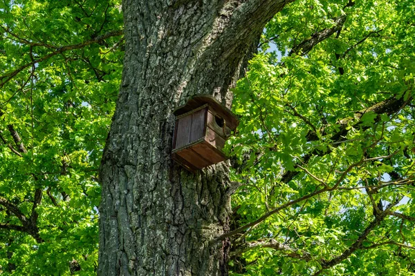 Una Casa Pájaros Colgando Del Árbol Bosque —  Fotos de Stock