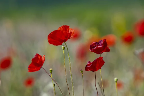 Селективный Снимок Красных Маковых Цветов Поле — стоковое фото